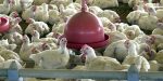Agricultura confirma caso de gripe aviária em município do RS