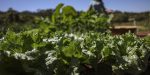 Parceria destina R$ 299 milhões para agricultura familiar na Bahia