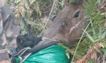 Capivara presa em penhasco de 50 metros é resgatada em Santa Catarina