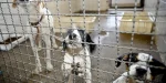 Projeto aprovado na Câmara proíbe uso de animais em testes cosméticos