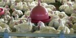 Chile e Arábia Saudita retiram restrição à carne de frango do Brasil