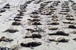 Mais de 700 pinguins são encontrados mortos uma semana no litoral de SP