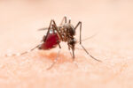 Dengue e chikungunya custaram R$ 1,2 bilhão ao SUS entre 2015 e 2024