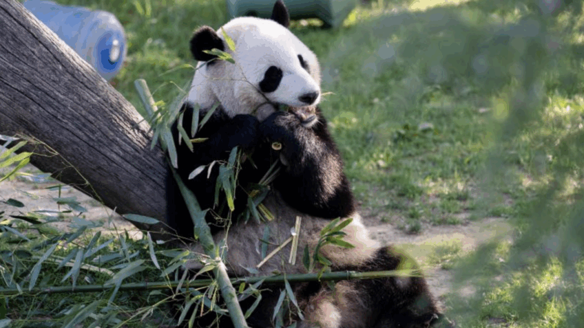 Em gesto diplomático, China envia pandas a zoológico nos EUA
