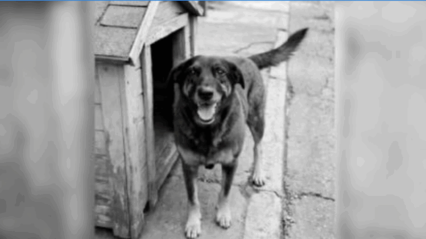Justiça arquiva caso de Orelha a pedido do Ministério Público
