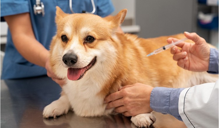Gastou com veterinário? Projeto pode permitir desconto no Imposto de Renda — BnT Online